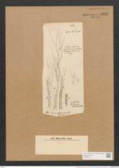 Schizonema tenellum Ktz. (de-Toni-Nr.: Genus 20, Species 1190) Zeichnungen Sammlung Grunow Nr. 2297 (NHMW-BOT-W0369419)